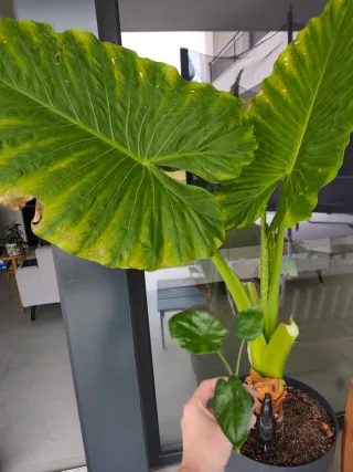 Alocasia Gigante (Planta)