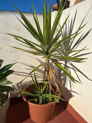 Planta Yuca en Maceta