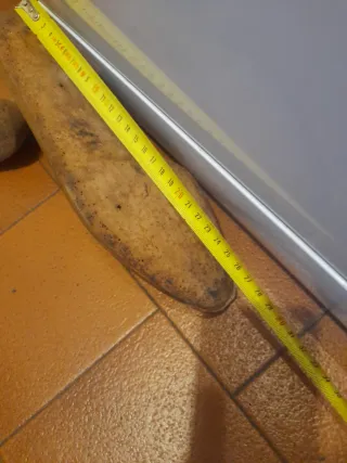 Forme per scarpe antiche in legno da collezione