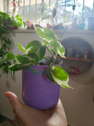 Vasetto in latta colorata con piantine