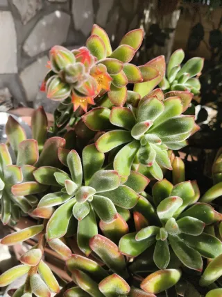 Vasetto in latta colorata con piantine