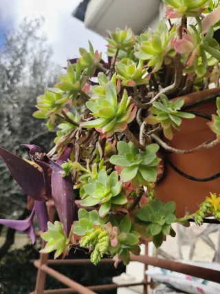 Vasetto in latta colorata con piantine