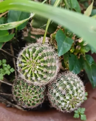 Vasetto in latta colorata con piantine