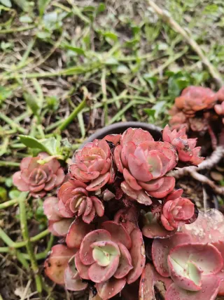 Vasetto in latta colorata con piantine