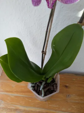 Phalaenopsis Lady Macbeth en plena floracion