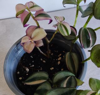 Tradescantia zebrina Quadricolor M13A