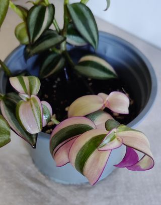 Tradescantia zebrina Quadricolor M13A