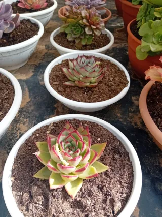 Suculentas variadas en maceta