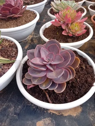 Suculentas variadas en maceta