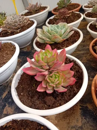 Suculentas variadas en maceta