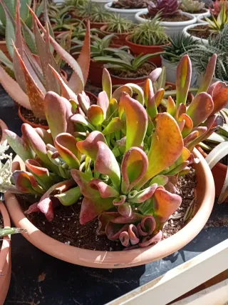 Suculentas variadas en maceta