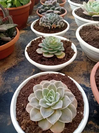 Suculentas variadas en maceta