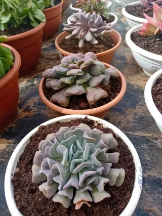 Suculentas variadas en maceta