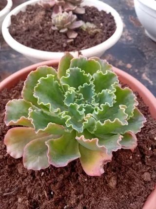 Suculentas variadas en maceta