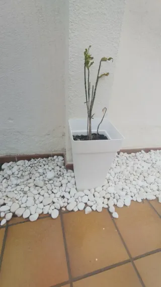 Macetero blanco plástico 2 unidades