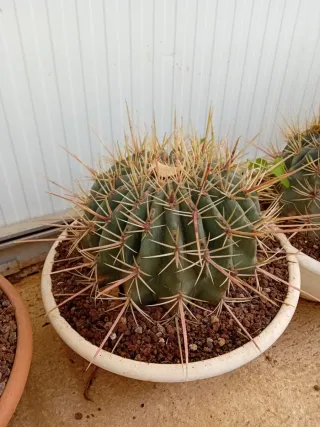 Cactus verde con espinas