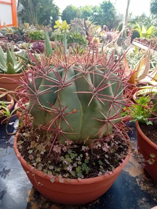 Cactus verde con espinas
