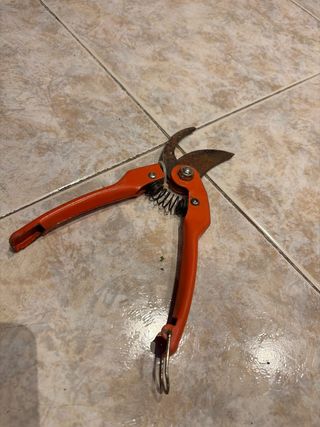 Tijeras de podar naranjas