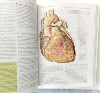 Anatomía. Estructura y Morfología del Cuerpo Human
