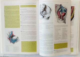 Anatomía. Estructura y Morfología del Cuerpo Human