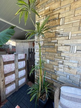 Planta Dracaena Limelight alta
