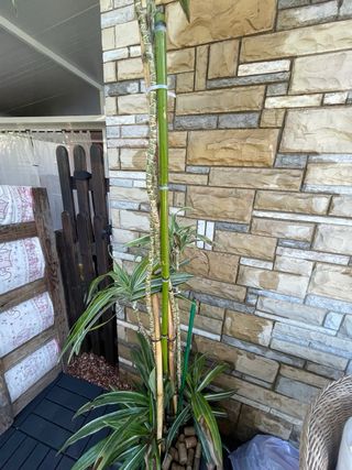 Planta Dracaena Limelight alta