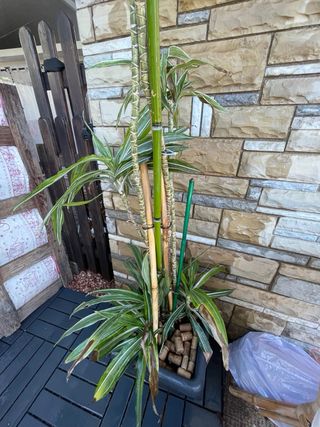 Planta Dracaena Limelight alta