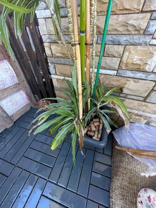 Planta Dracaena Limelight alta