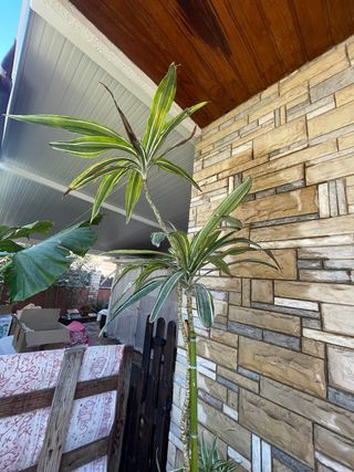 Planta Dracaena Limelight alta