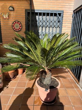 2 Palmeras grande aprox 1,2m