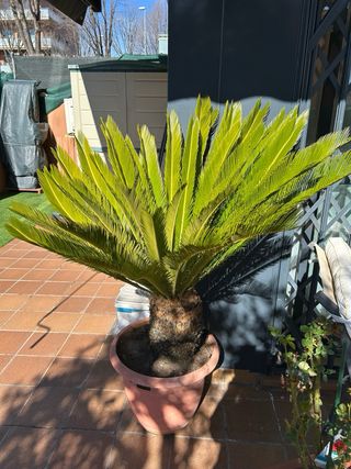 2 Palmeras grande aprox 1,2m