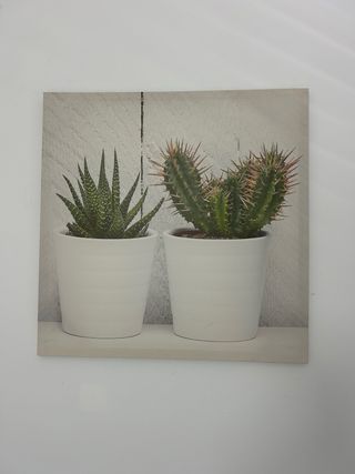Cuadro plantas suculentas y cactus