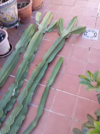 Cactus Candelabro de más de dos metros