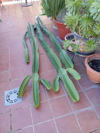 Cactus Candelabro de más de dos metros