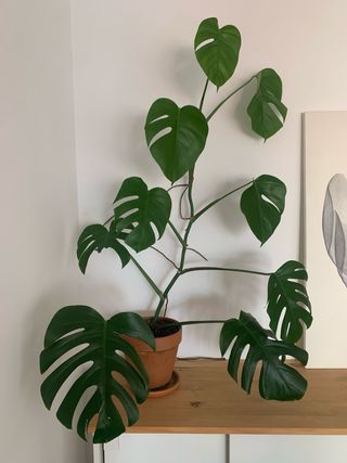 Monstera Deliciosa Planta Recogida en Vic ciudad