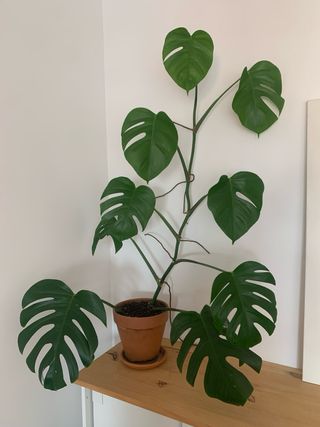Monstera Deliciosa Planta Recogida en Vic ciudad