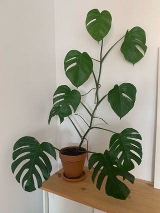 Monstera Deliciosa Planta Recogida en Vic ciudad