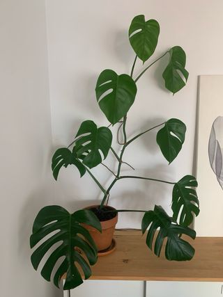 Monstera Deliciosa Planta Recogida en Vic ciudad