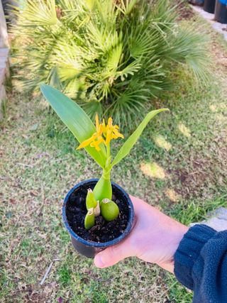 Encyclia en flor