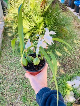Coelogyne cristata