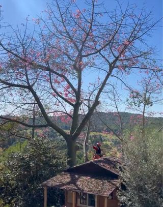 Servicio de poda de arboles y palmeras