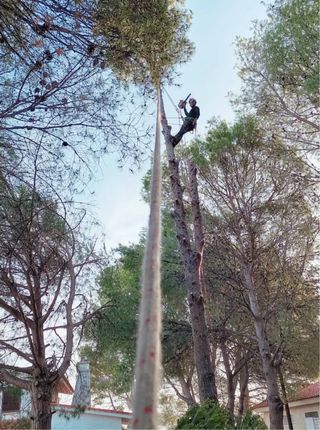 Servicio de poda de arboles y palmeras