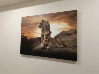 Cuadro Lienzo Leones 50x70cm