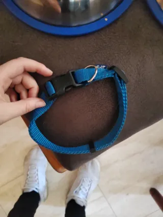Comedero y collar para perro