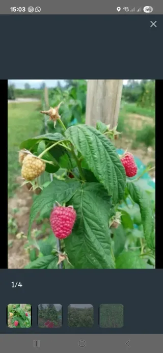 5 plantas de Frambuesa