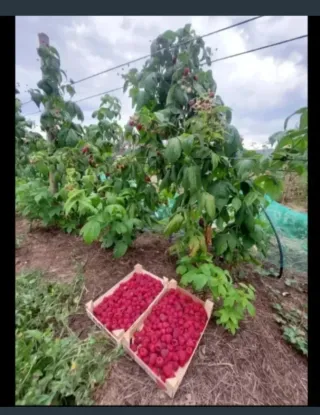 5 plantas de Frambuesa