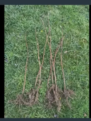 5 plantas de Frambuesa