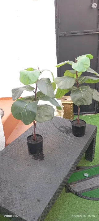 Juego Plantas Artificial Ficus Lyrata.