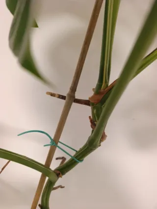 Monstera Costilla Variegata - 90 cm