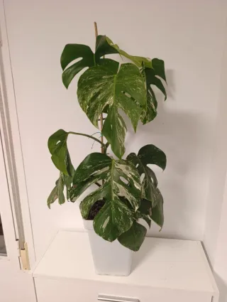 Monstera Costilla Variegata - 90 cm